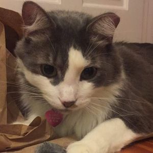 Meet your Posher, Patrick